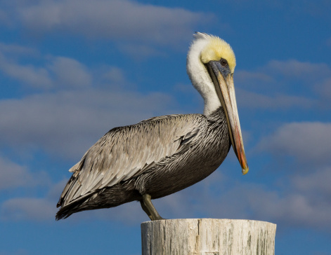 Brown Pelican perched on pole with a background of blue sky and light cloud.