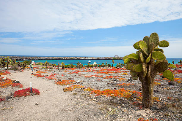 istock South Plaza island 452124691