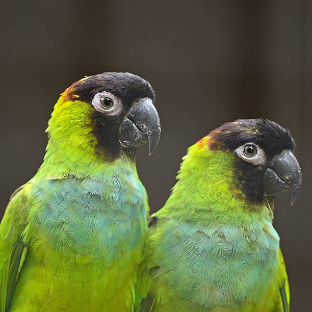Nanday Condor 80+ Fotos, Bilder und lizenzfreie Bilder zu Nanday - iStock