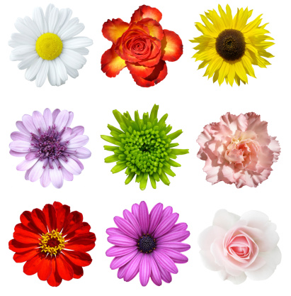 Collection of isolated colorful flowers.