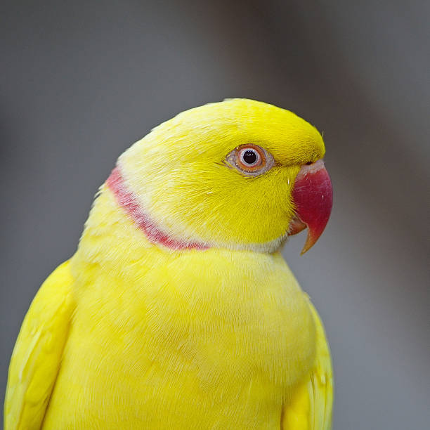 istock Yellow Indian Ring-necked Parakeet 452126459