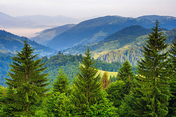istock pine trees near valley in mountains and autumn forest 452126823