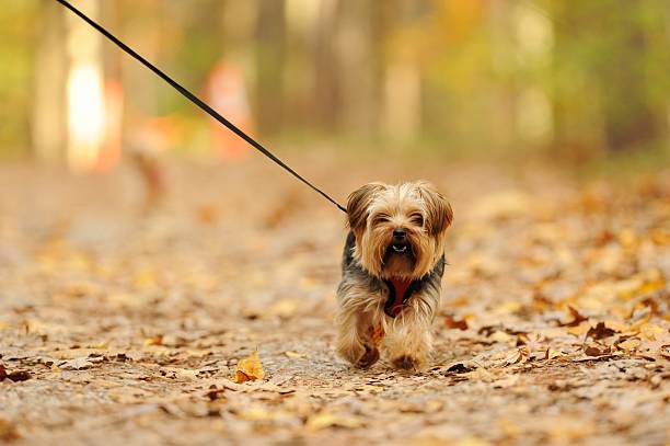 istock Yorkshire terrier being walked in woods 452127279