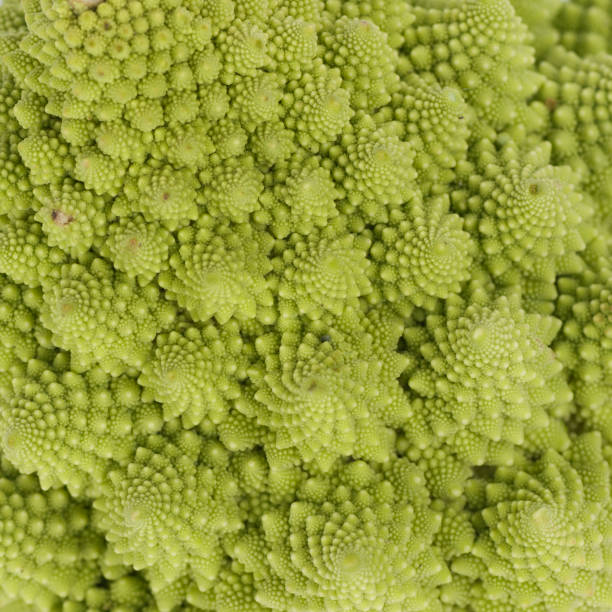 istock macro photo of a romanesco cauliflower 452127293