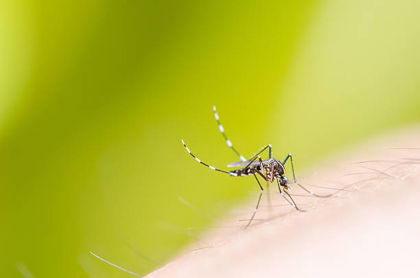 Moustique dans la nature - Photo