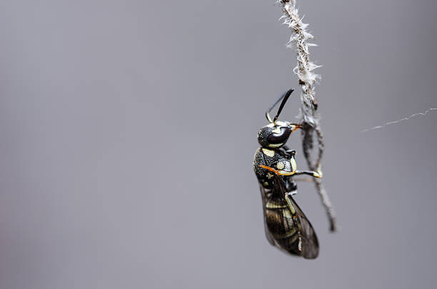 istock Wasp in the nature 452129327