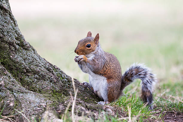 ardilla de comer. - london england park london hyde street fotografías e imágenes de stock