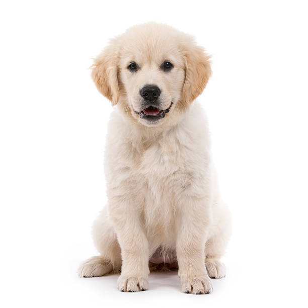 istock Golden retriever cream puppy 452130827