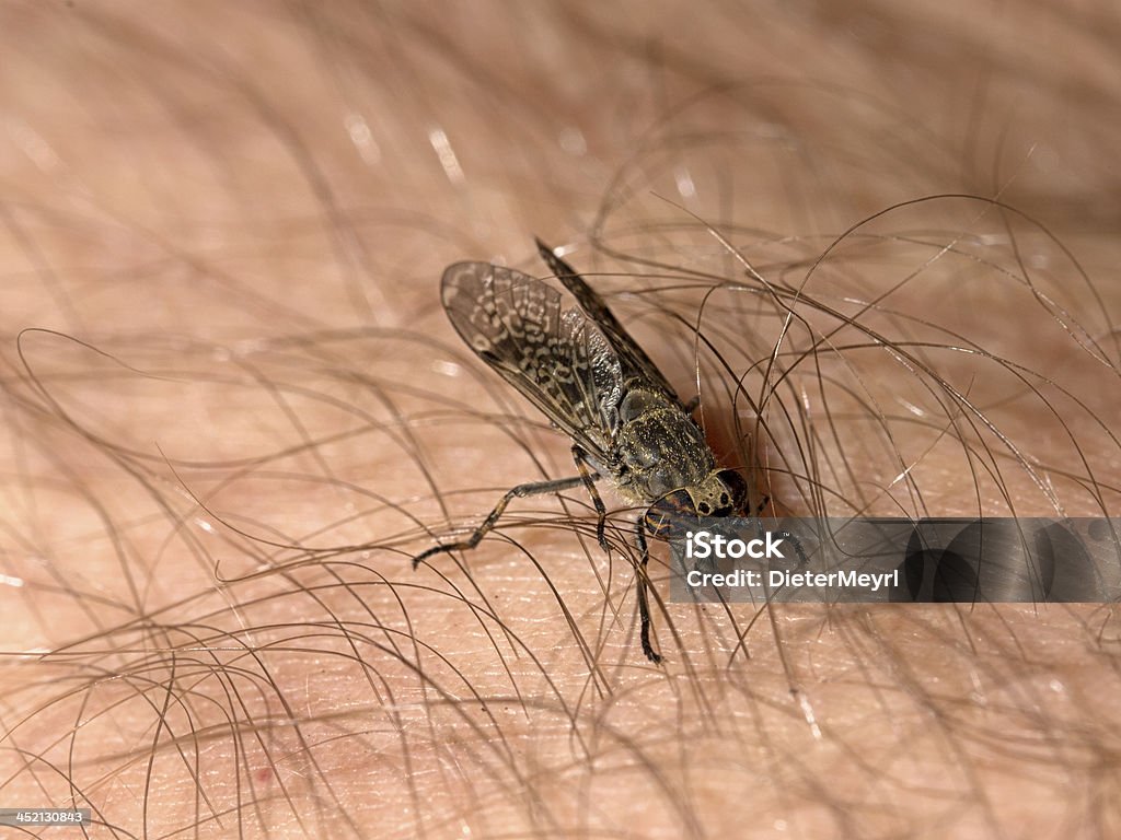 horsefly común, haematopota pluvialis chupar sangre - Foto de stock de Tábano libre de derechos