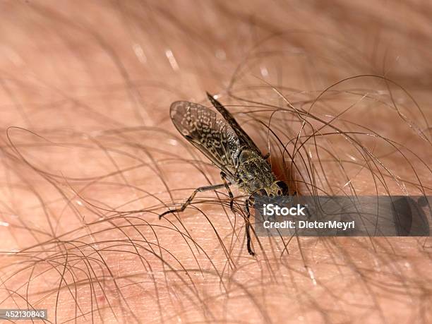 Horsefly Común Haematopota Pluvialis Chupar Sangre Foto de stock y más banco de imágenes de Tábano