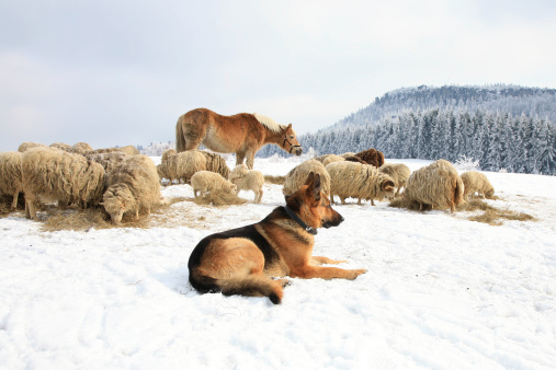 German Shepherd guarding herd of sheep feeding Skudde. Winter on the farm.