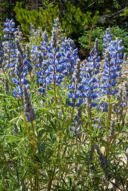blue łubin kwiaty wzdłuż autostrady berthoud pass kolorado - wildflower flower colorado lupine zdjęcia i obrazy z banku zdjęć