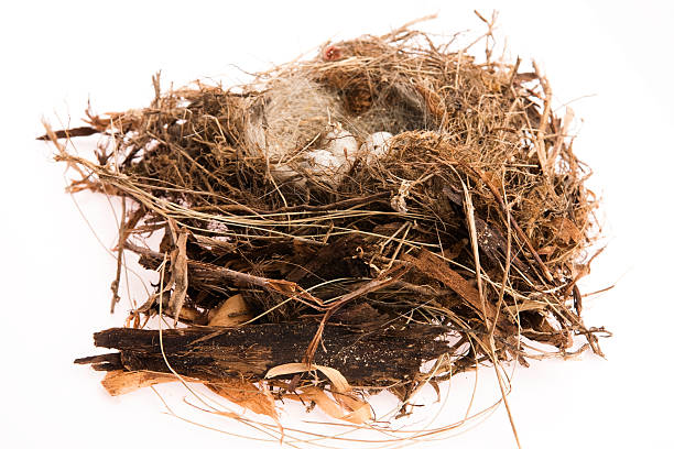 istock Detail of bird eggs in nest 452143983