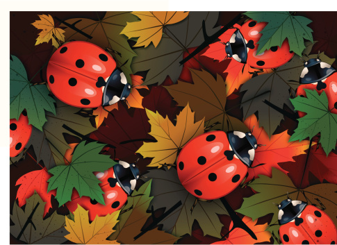 Lady bug on leaves,very useful to animation ,print and game and web.Also this is Eps 10 file,used effects,transparency modes.