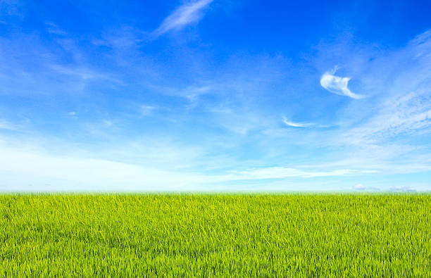 istock Green field under blue clouds sky. Beauty nature background 452145341