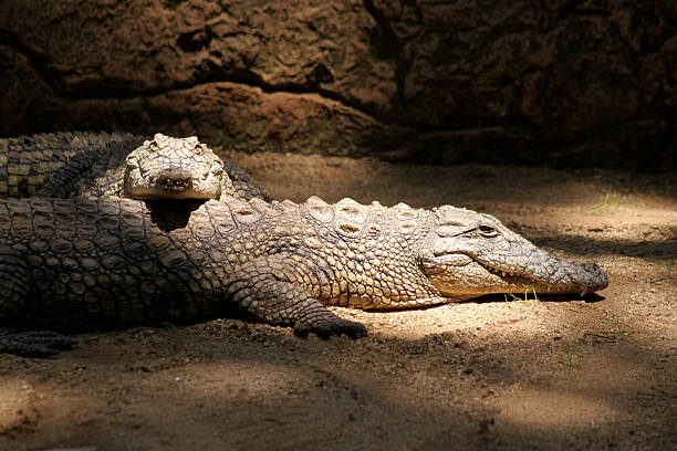 istock Two Nile Crocodiles Resting in Lair 452147125