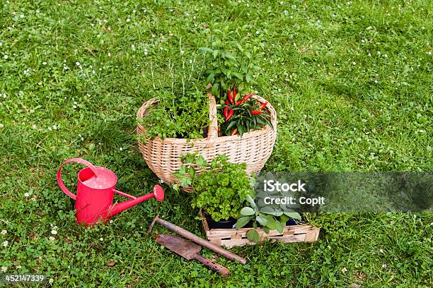 Plantas Aromáticas Em Um Jardim - Fotografias de stock e mais imagens de Agricultura - Agricultura, Alecrim, Ao Ar Livre