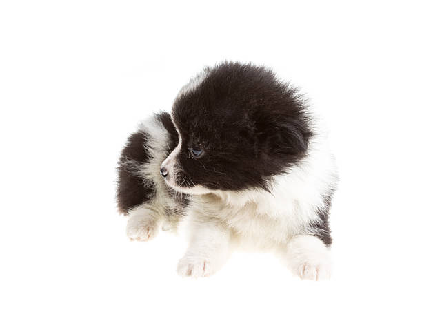 istock Portrait of pomeranian spitz 452147439