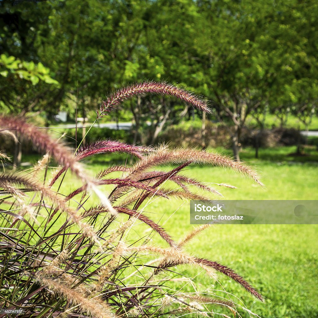 Flowering Grass Blossoms Flowering of Purple Grass in the Roadside Affectionate Stock Photo