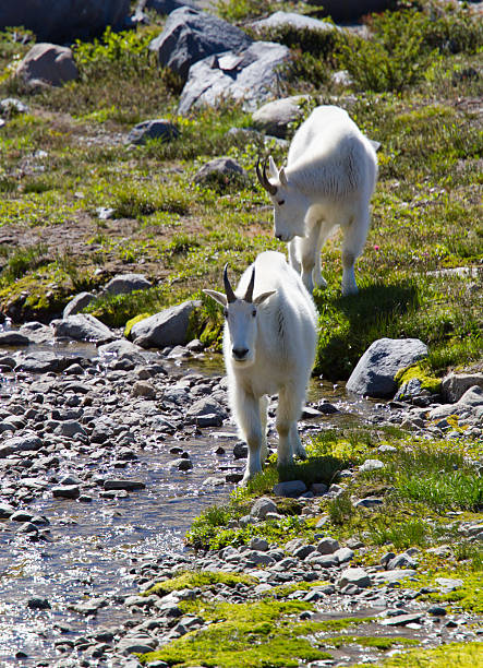 istock Pair of mountain goats 452147543