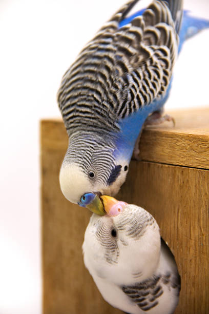 istock the budgie is in a nest on white background 452147571