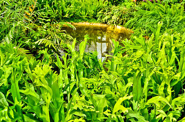 istock Scenery with pond and water plants 452150783