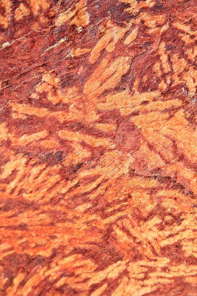istock Wood Textured Background and Porcupine Damage 452152889