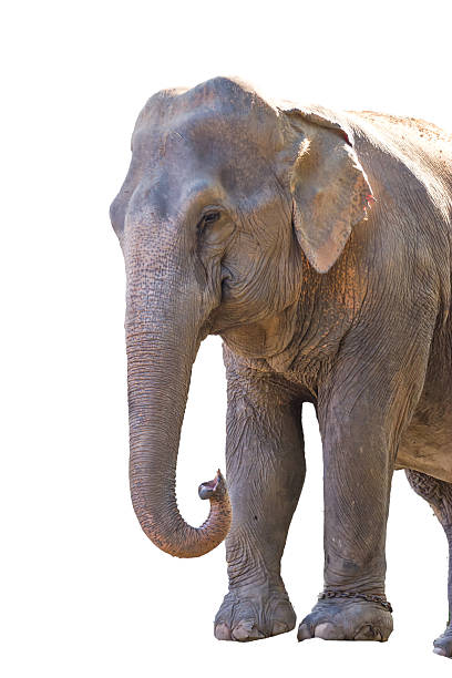 istock Asia elephant in Thailand 452152941