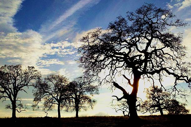 silhueta de oaks - twisted tree california usa imagens e fotografias de stock