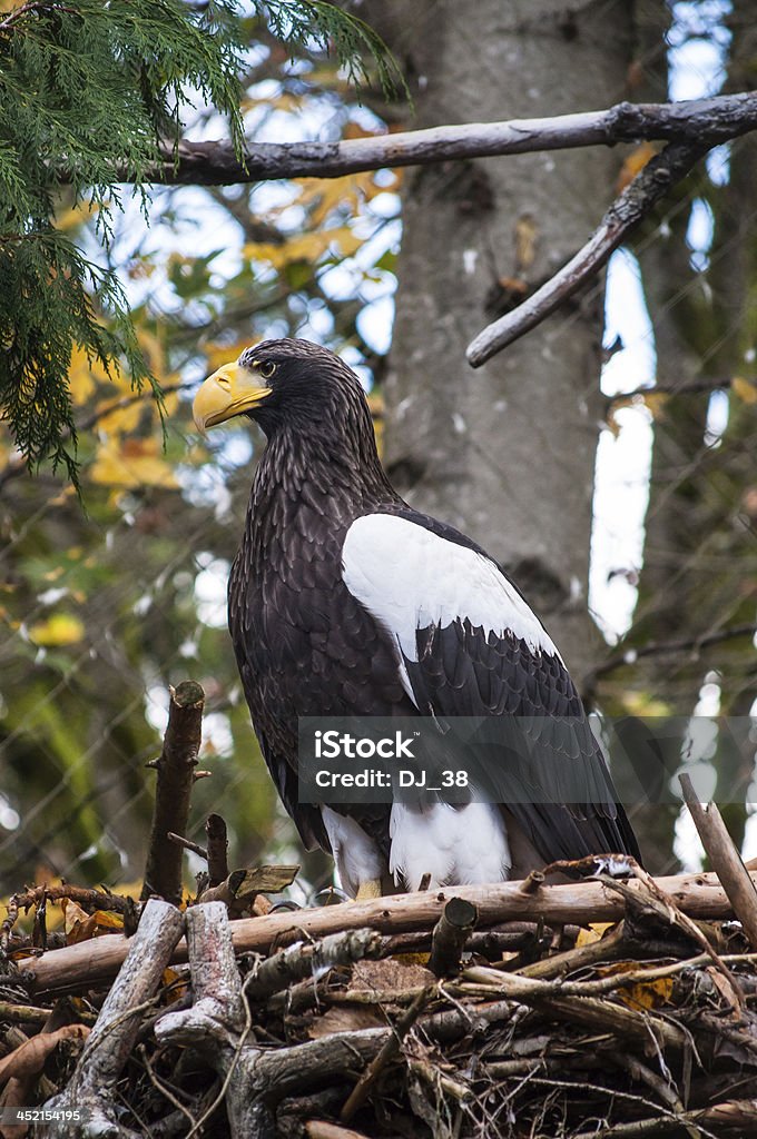 Stellers Sea-Eagle A Sea Eagle stares out from his large nest Alertness Stock Photo