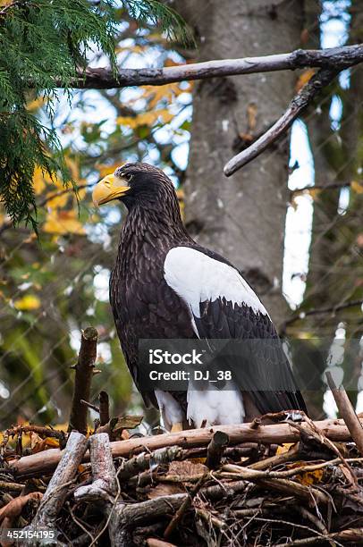 Stellers Seaeagle Stock Photo - Download Image Now - Alertness, Animal, Animal Body Part