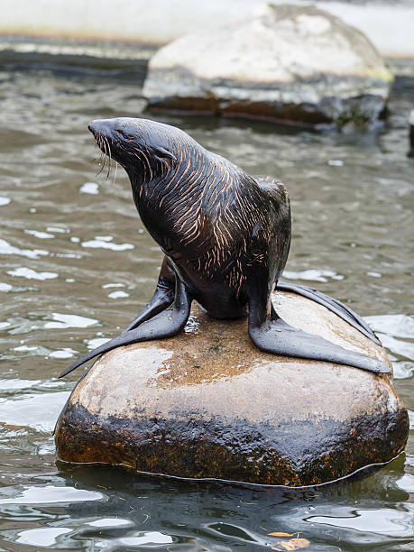 istock Northern fur seal 452154215