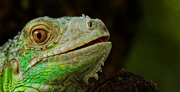 istock portrait about a green iguana 452154365