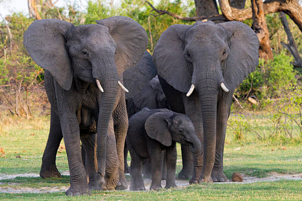 istock African elephant, loxodonta africana, African elephant 452154727