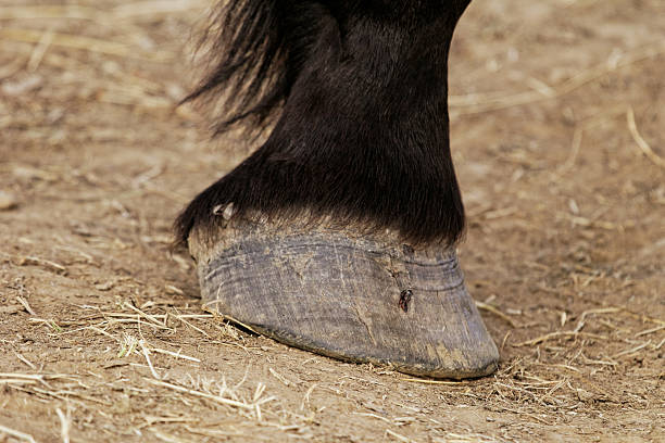 istock horse leg and hoof 452155297