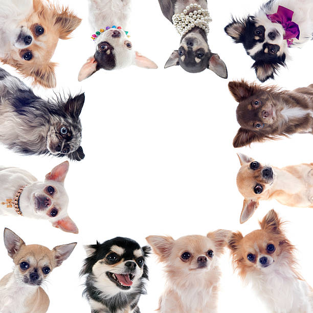 istock Group of chihuahuas circling around a white background 452155663