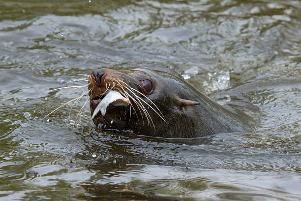 istock Sea lion in the water 452159825