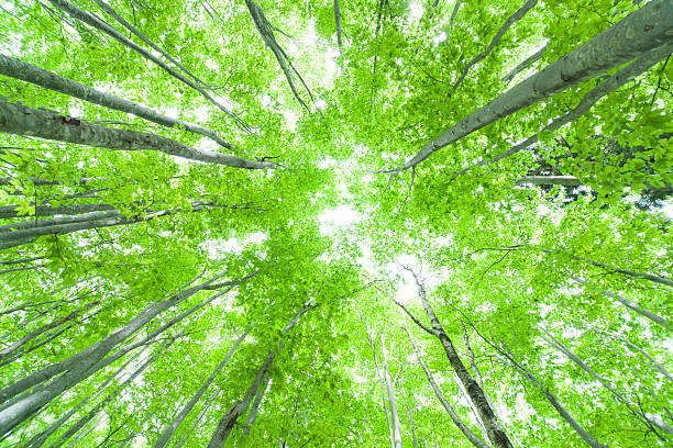 istock Beautiful green forest in early summer. 452160573