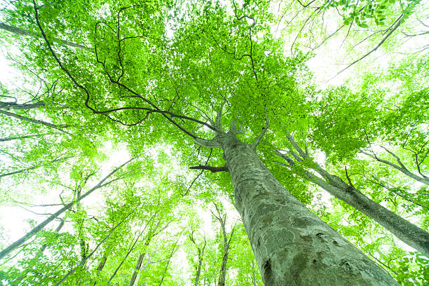 istock Beautiful green forest in early summer. 452160581