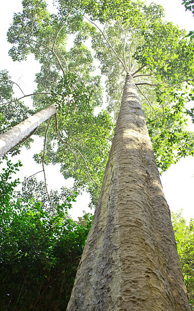 istock Forest Trees. Nature green wood sunlight backgrounds. 452161851