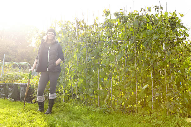 istock Autumn Vegetable Garden Tidying 452163069
