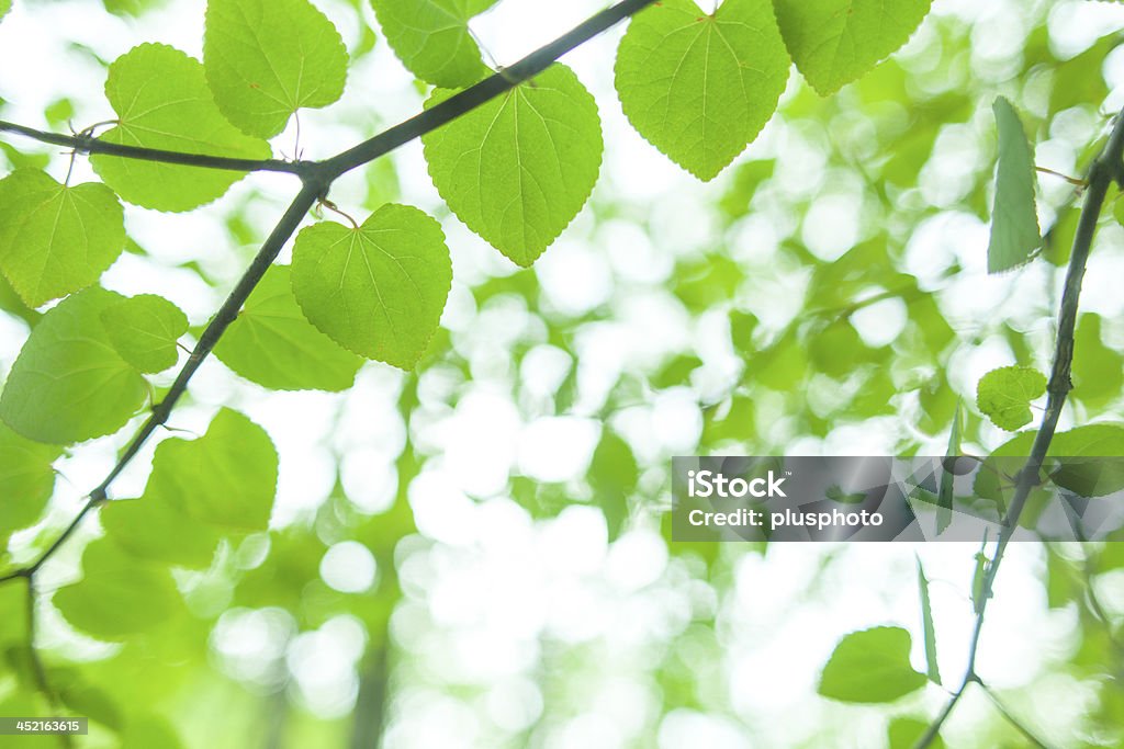 Nueva verde brillante hojas en el bosque - Foto de stock de Aire libre libre de derechos