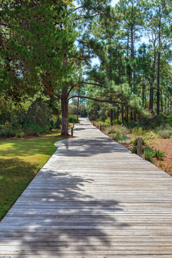 A wooden planked sidewalk leading off to the horizon running thru a nature landscape of pine trees and foliage located in a private neighborhood near Destin Florida.