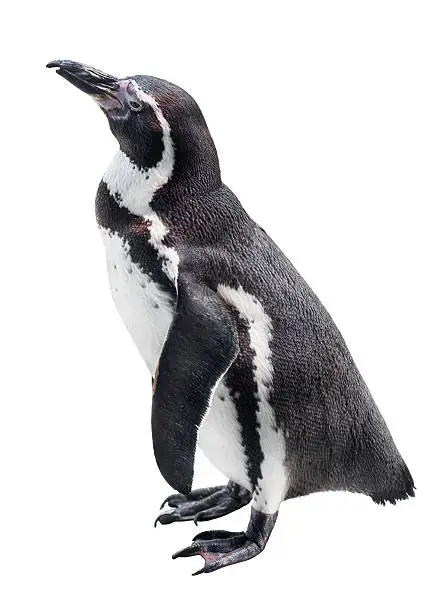 Photo of Penguin isolated on a white