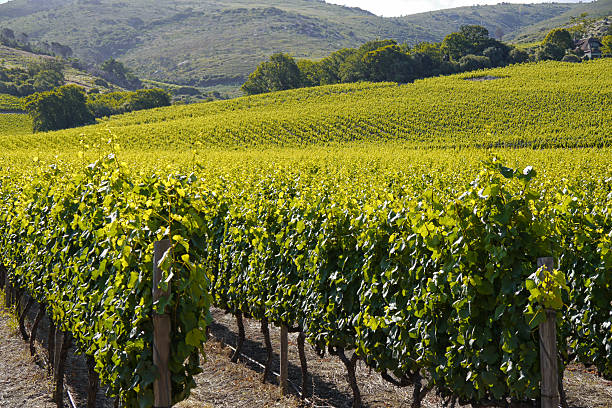 istock field of grape vines 452167239