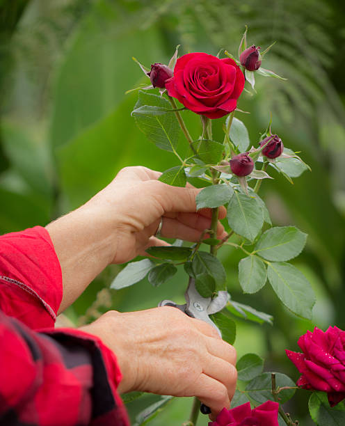 istock Cutting rose garden shears 452168051