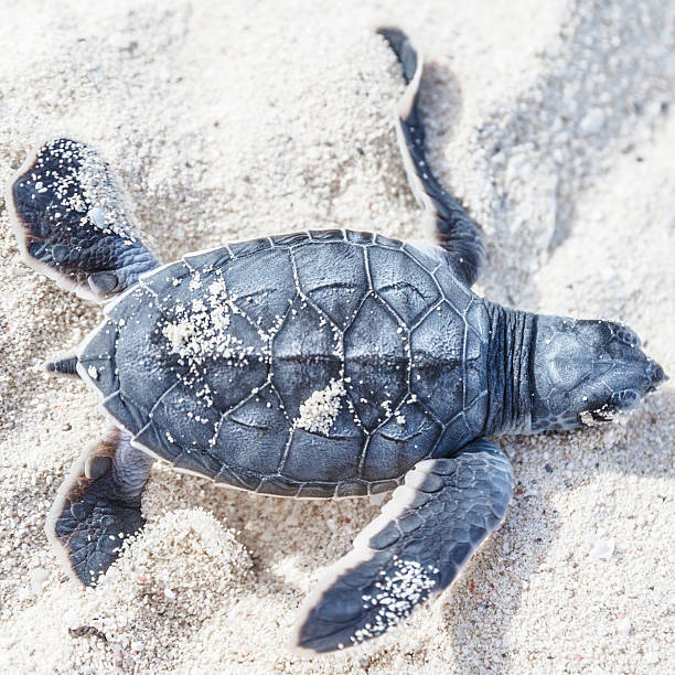 tartaruga do mar newborn.view above.square. - sea turtle square shape square endangered species imagens e fotografias de stock