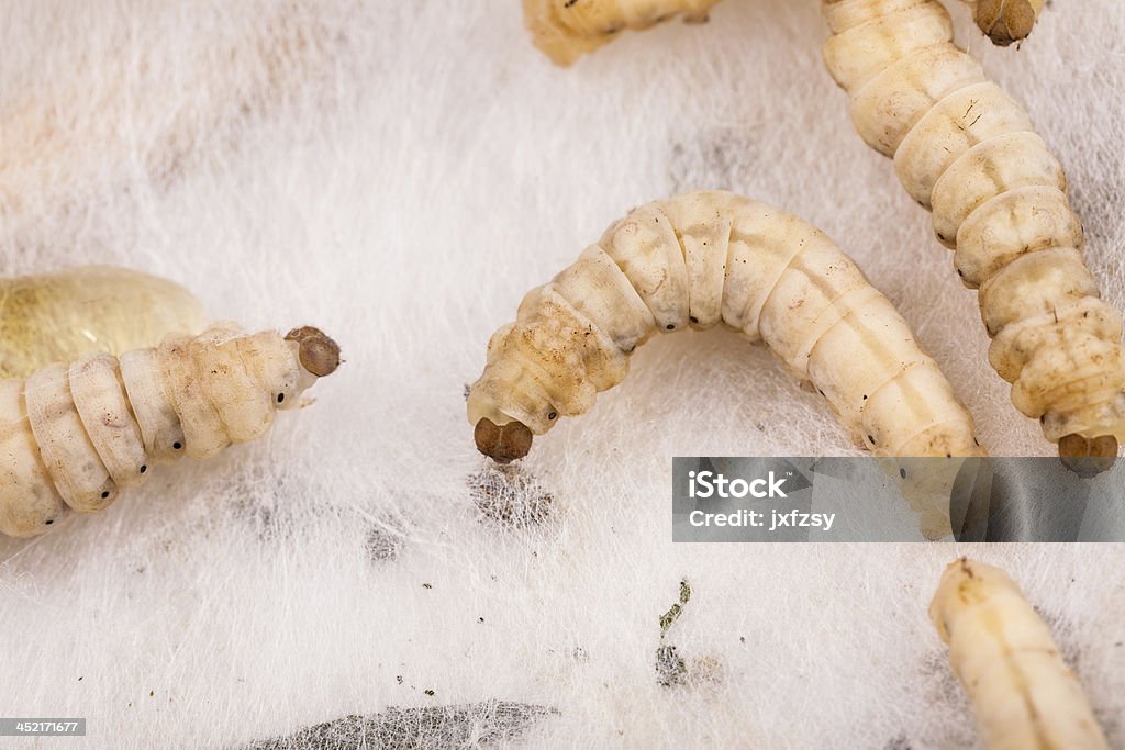 silkworm netting silkworm is making the cocoon for itself Activity Stock Photo