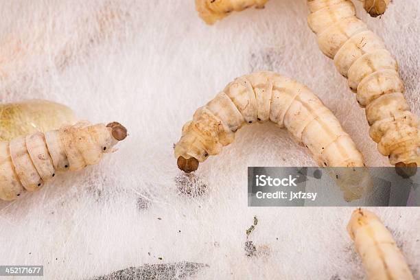 Silkworm Netting Stock Photo - Download Image Now - Activity, Animal, Capsule - Medicine