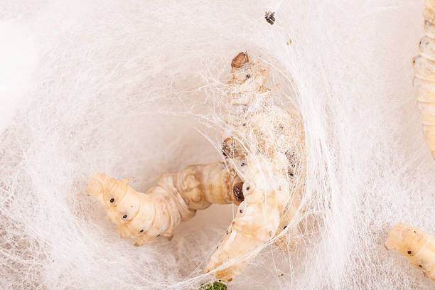 ver à soie en maille - silkworm photos et images de collection